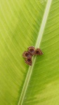 Chalodeta