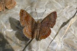 Calephelis