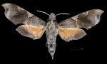 Callionima