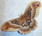 Callosamia