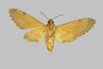 Callosphingia
