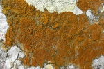 Epiphora