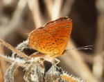 Calospila