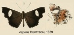Pseudotinea