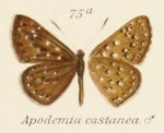 Zabuella