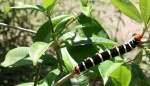 Pseudosphinx
