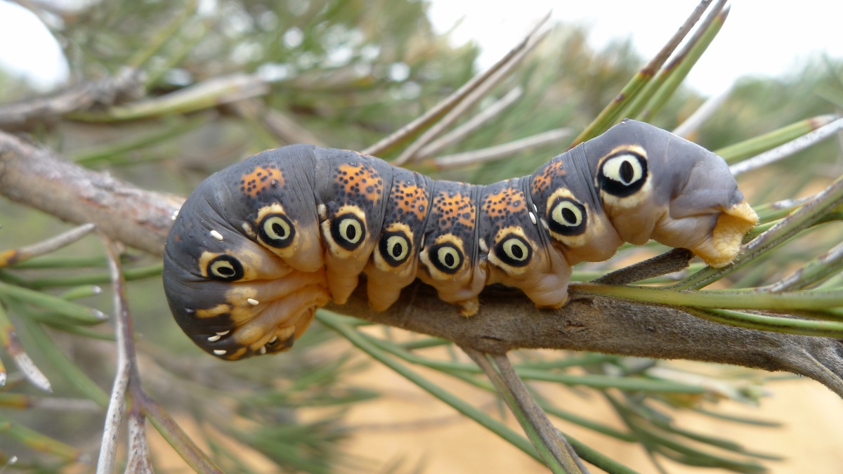 Carthaeidae (Семейство)