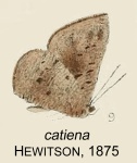 Petrocerus