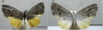 Catocyclotis