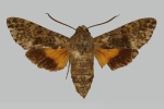 Cautethia
