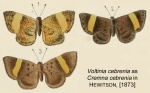 Eucorna