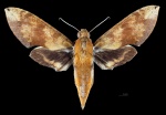 Cechenena