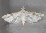 Cenoloba
