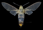 Cephonodes