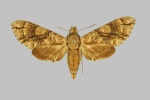 Dolbogene