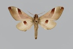 Ceridia