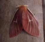 Cerodirphia