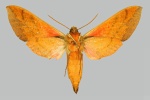 Chaerocina