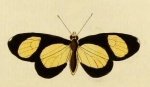 Chamaelimnas