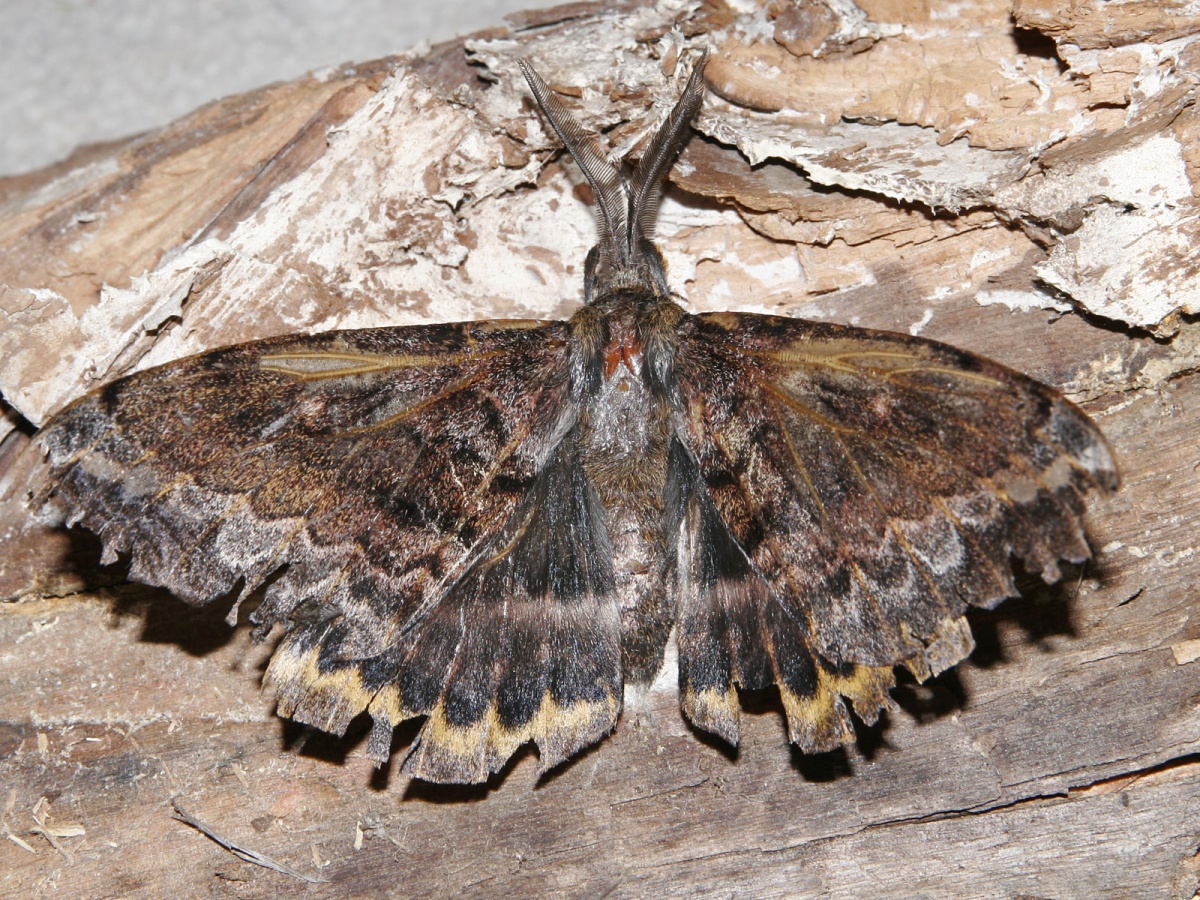 Omphaliodes (Род)