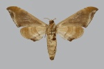 Chloroclanis