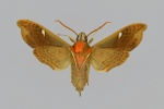 Cizara