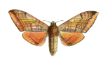 Clanidopsis
