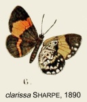 Comphotis