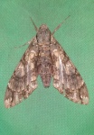 Cocytius