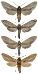 Coenotes