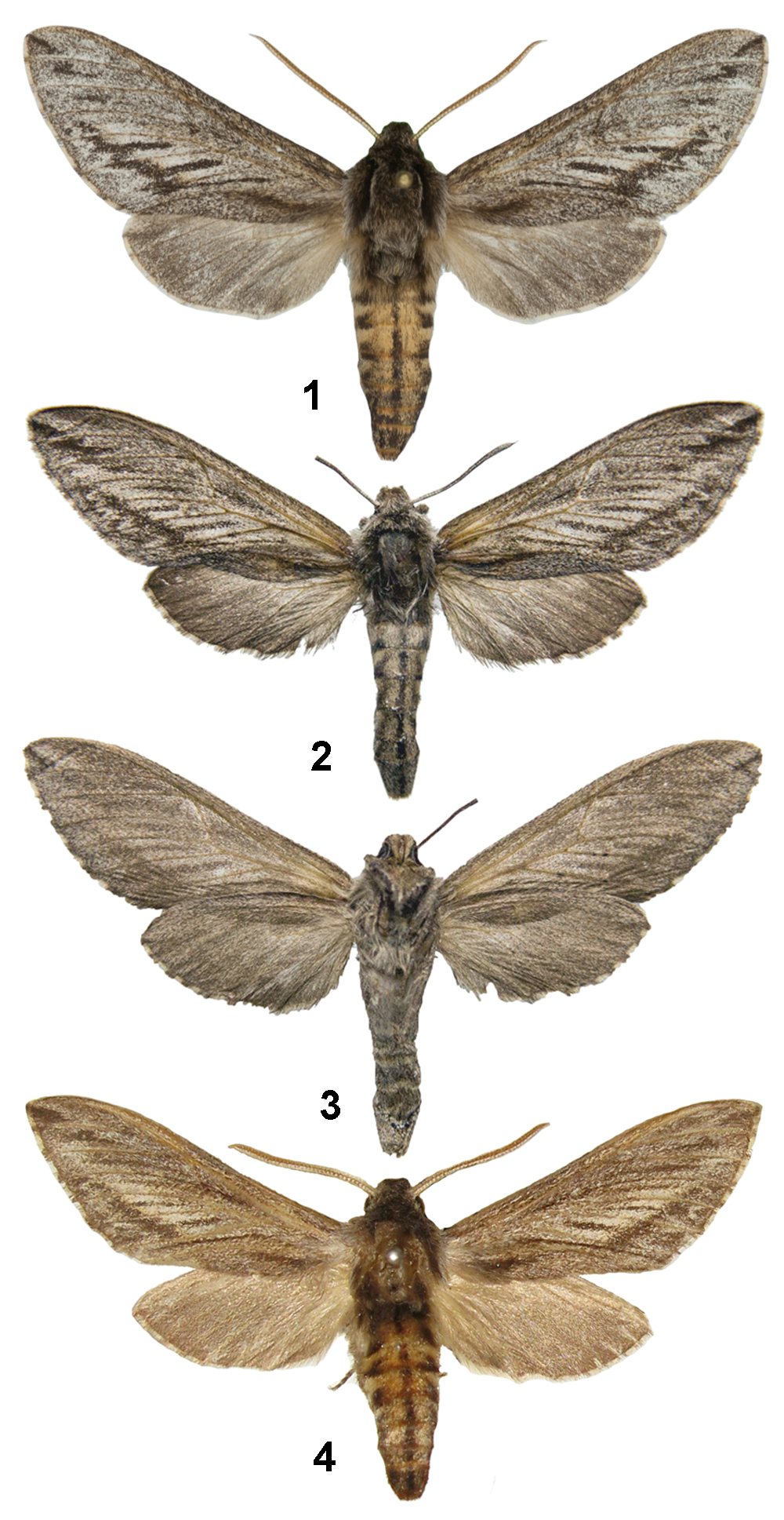 Coenotes