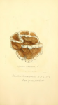 Himantoide