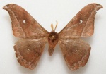 Copaxa