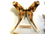 Copiopteryx
