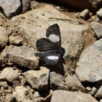 Corrachia