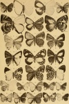 Dicallaneura