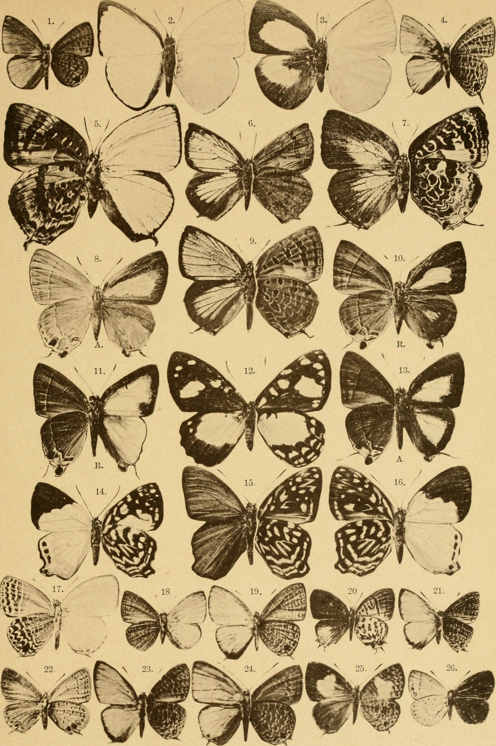 Dicallaneura