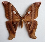 Coscinocera