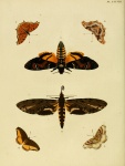 Neococytius