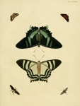 Pirascca