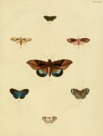 Leucochimona