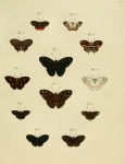 Ourocnemis