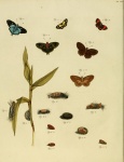 Phaenochitonia