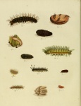 Pseudautomeris