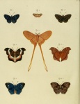 Hypophylla