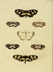 Euchera