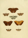 Oxytenis