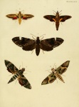 Rhodafra