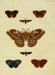 Nudaurelia