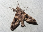 Craspedortha
